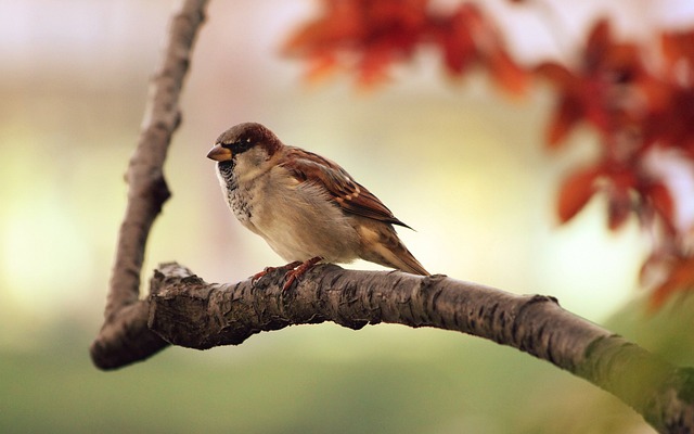 De mest populære fuglefrø til vildtfuglefoder: Hvad skal du vælge?