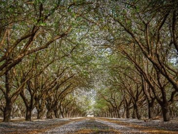 Opdag de mange sundhedsmæssige fordele ved mandeltræer