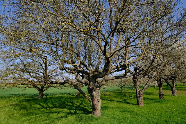 Guide til at plante æbletræer i æblekasser og opnå en rig høst.
