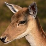 Fra antikken til nutiden: Pæonens historie og betydning