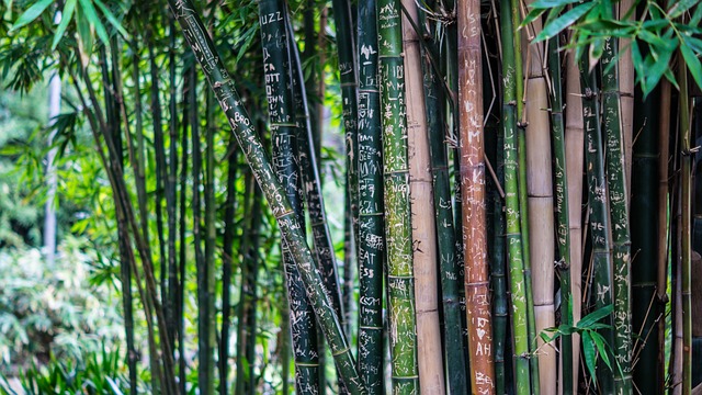 Fra sport til hverdag: Hvordan bambusstrømper kan forbedre din komfort