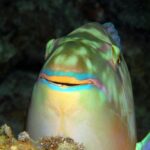The Social Benefits of Shuffleboard: How the Game Brings People Together