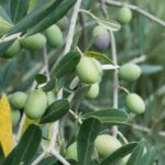 Unleashing the beauty of Monstera: Explore the different varieties and their unique features