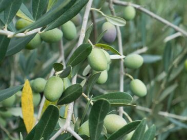 Oliventræets hemmeligheder: Opdag dets historie, betydning og kulturelle symbolik