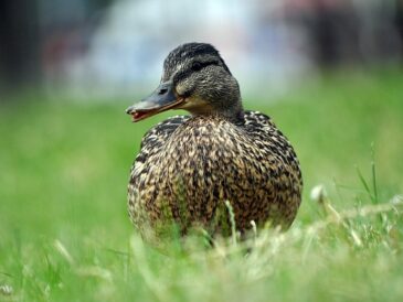 10 smarte tricks til at løse selv de sværeste krydsord