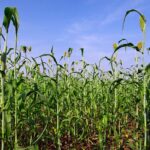 Sådan overvinder du børns modvilje mod tandbørstning med den rigtige tandpasta